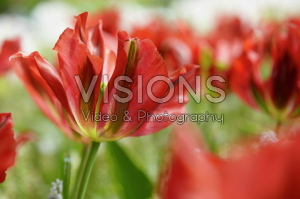 Tulipa red