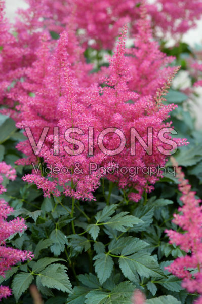 Astilbe Henry Noblett Astilbe Henry Noblett
