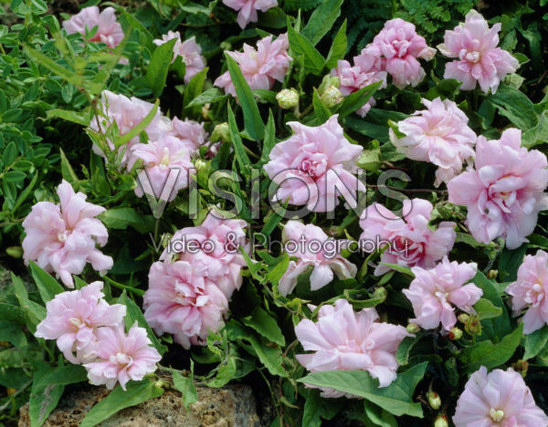 Calystegia hederacea Flore Pleno Calystegia hederacea Flore Pleno