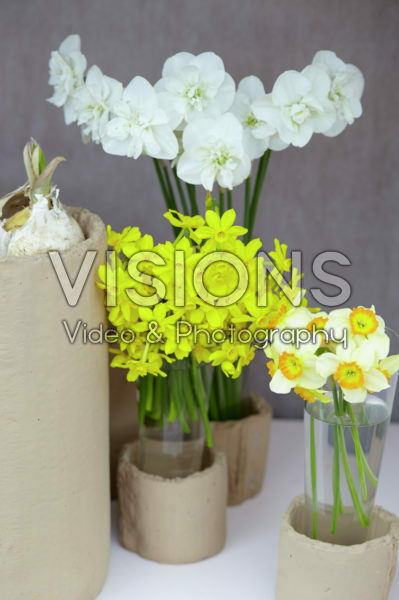 Narcissus in vase
