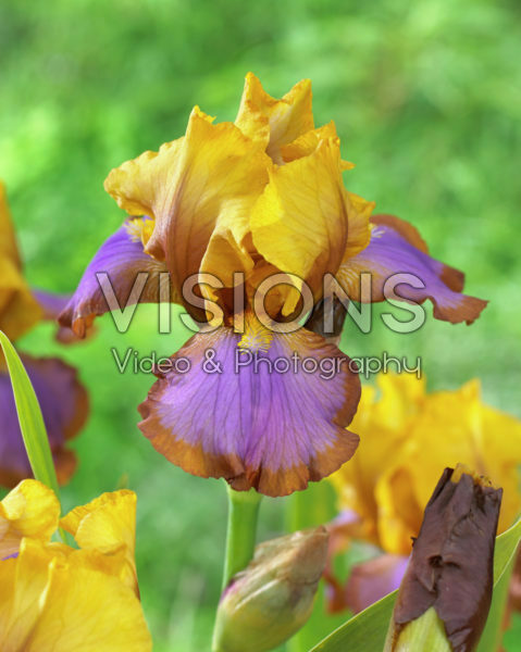 Iris germanica Brown Lasso Iris germanica Brown Lasso
