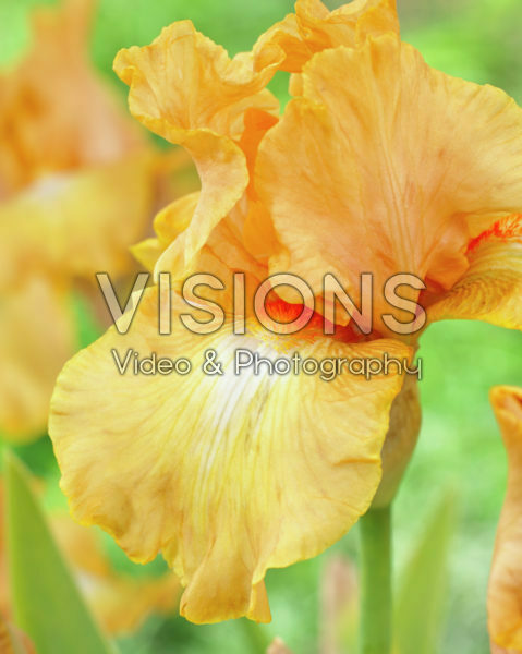 Iris germanica Robusto Iris germanica Robusto
