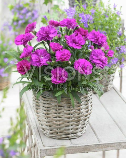 Dianthus Sunflor® Fygi Dianthus Sunflor® Fygi