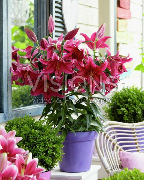 Lilium Dark Romance