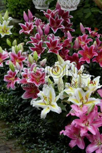 Lilium Romantics collectie