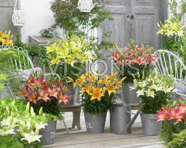 Lilium Joy of Spring collection