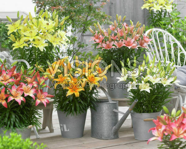 Lilium Joy of Spring collection