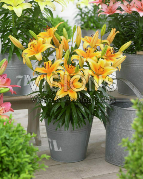 Lilium Honey Joy