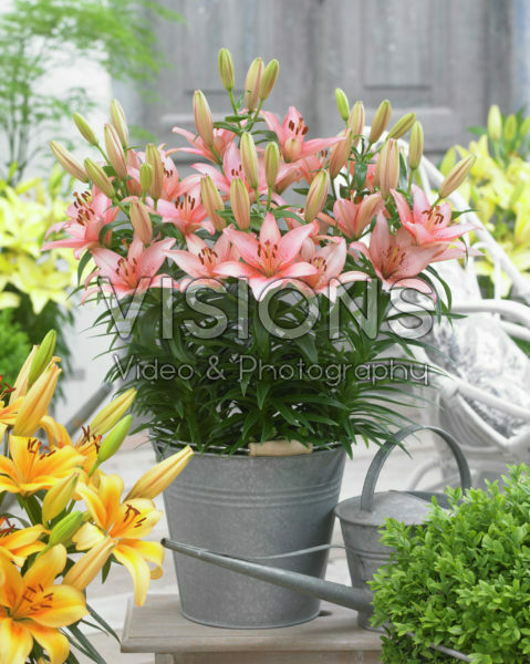 Lilium River Joy