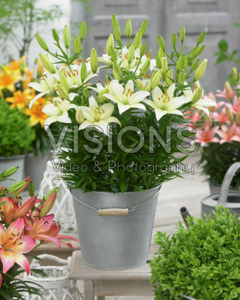 Lilium White Joy