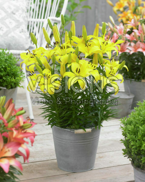 Lilium Fancy Joy