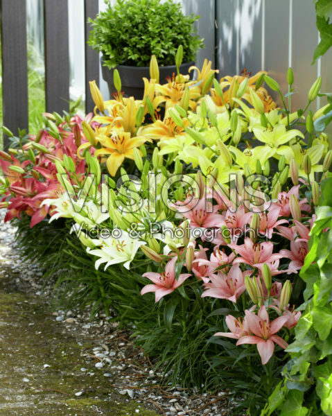 Lilium Joy of Spring collection