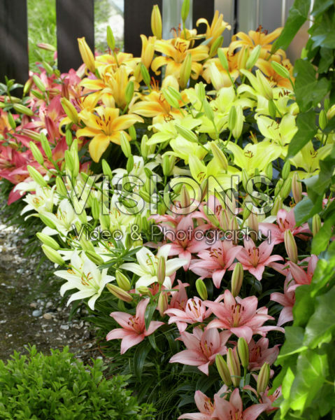 Lilium Joy of Spring collection