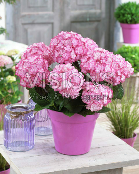 Hydrangea macrophylla Miss Saori® Hydrangea macrophylla Miss Saori®
