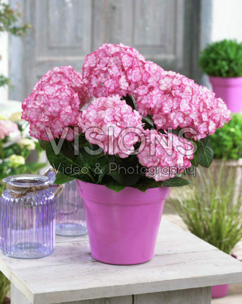 Hydrangea macrophylla Miss Saori® Hydrangea macrophylla Miss Saori®