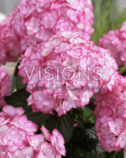 Hydrangea macrophylla Miss Saori® Hydrangea macrophylla Miss Saori®