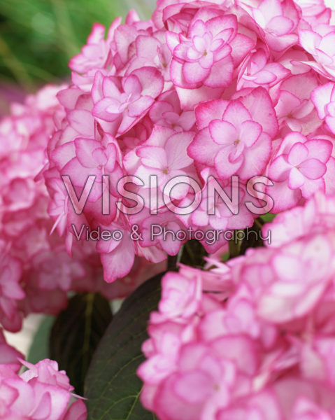 Hydrangea macrophylla Miss Saori® Hydrangea macrophylla Miss Saori®