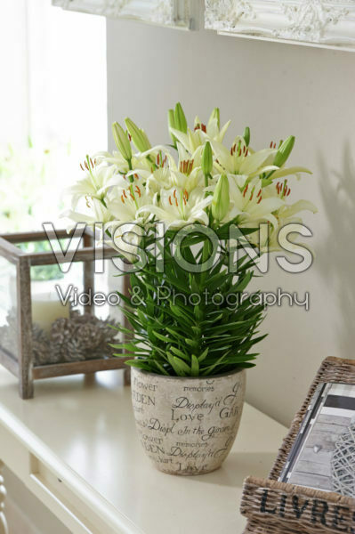 Lilium White Joy