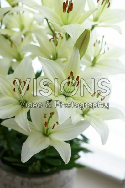 Lilium White Joy