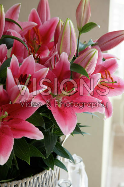 Lilium Pink Romance