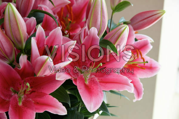 Lilium Pink Romance