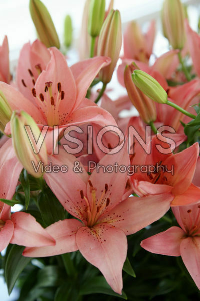 Lilium River Joy