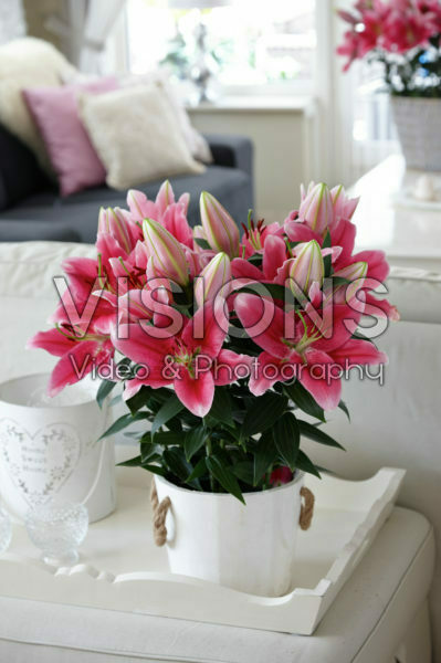 Lilium Gentle Romance