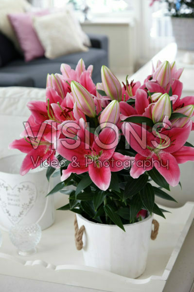 Lilium Gentle Romance