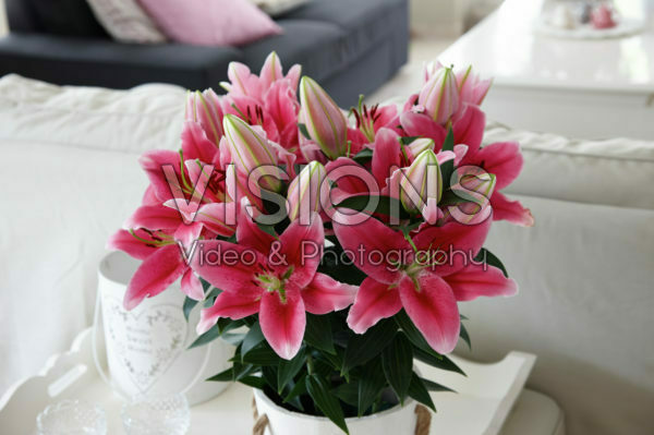 Lilium Gentle Romance