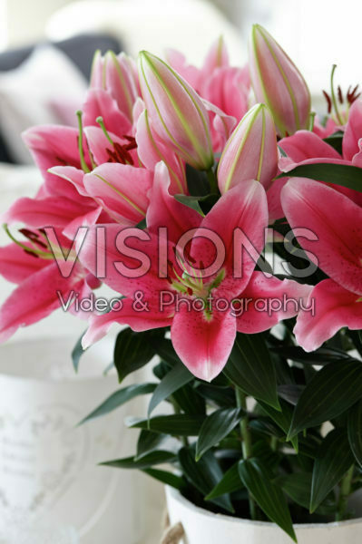 Lilium Gentle Romance