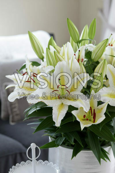 Lilium Golden Romance