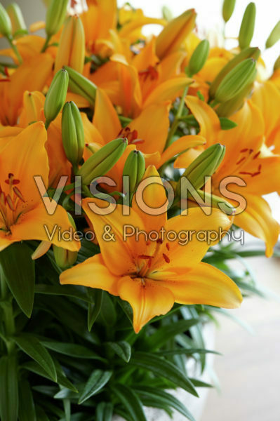 Lilium Mystery Joy