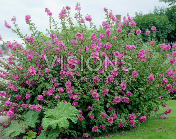 Lavatera Burgundy Wine Lavatera Burgundy Wine