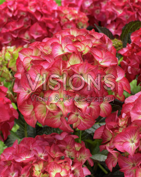 Hydrangea Black Diamonds® Red Angel®