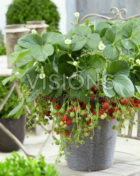 Fragaria x ananassa Mieze Schindler Fragaria x ananassa Mieze Schindler