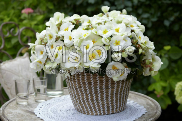 Begonia Sunny White ®