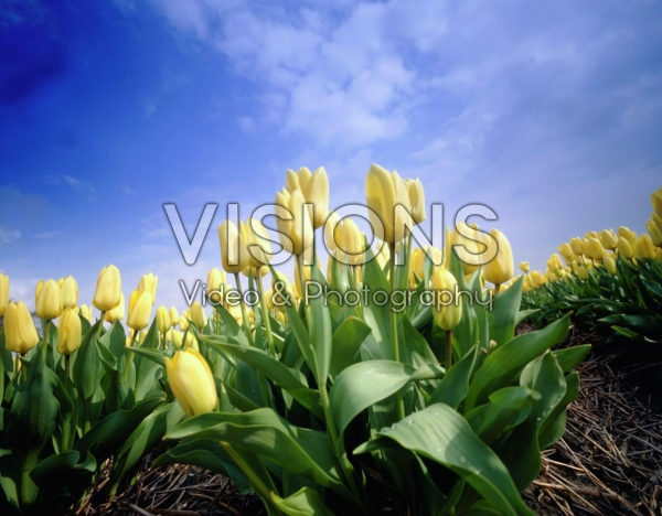 Vertigo serie: Tulipa Summit