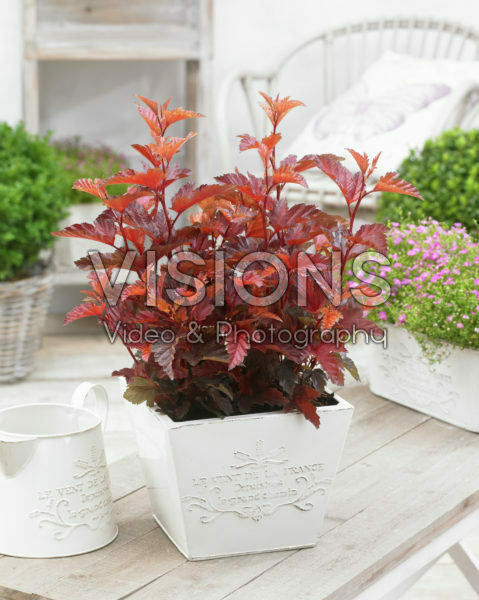 Physocarpus opulifolius Little Angel® Physocarpus opulifolius Little Angel®