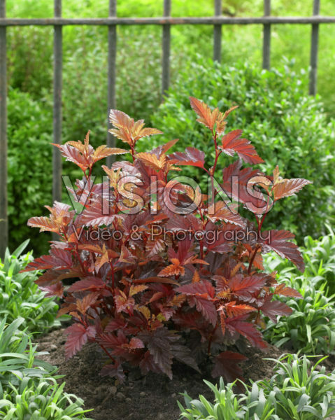 Physocarpus opulifolius Little Angel® Physocarpus opulifolius Little Angel®