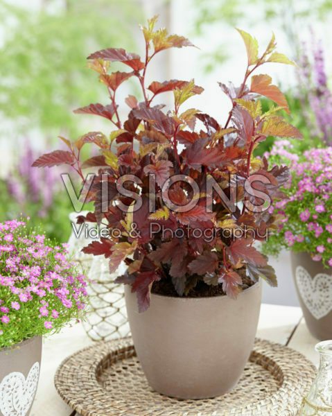 Physocarpus opulifolius Little Angel® Physocarpus opulifolius Little Angel®