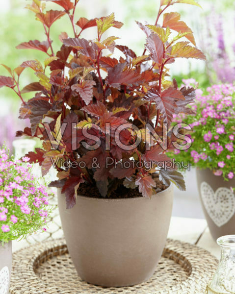 Physocarpus opulifolius Little Angel®