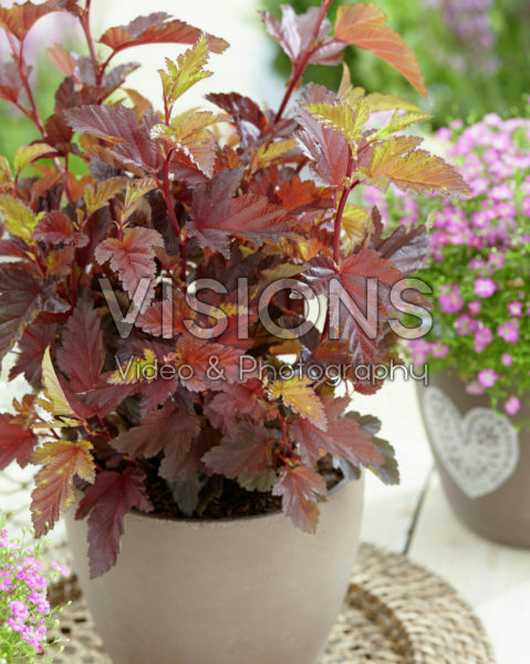 Physocarpus opulifolius Little Angel® Physocarpus opulifolius Little Angel®