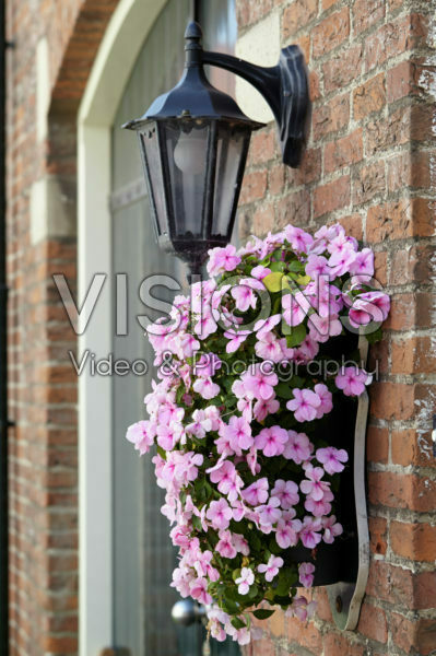 Impatiens Impatiens