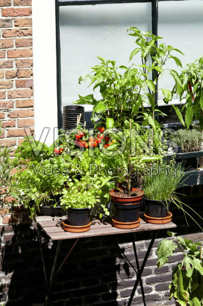 Herbs and vegetables on pots