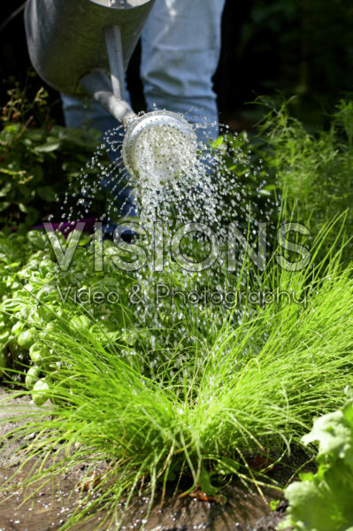 Watering vegetable garden