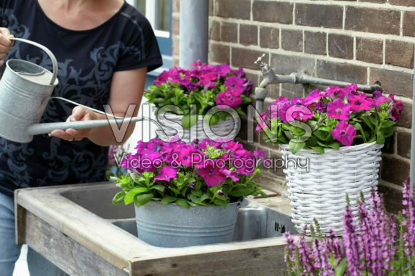 Woman watering petunia