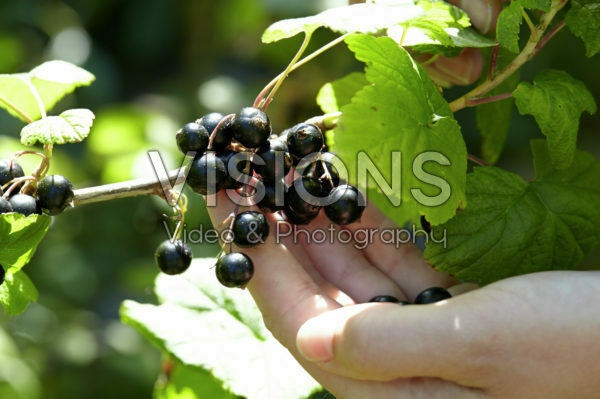 Picking black beries Picking black beries