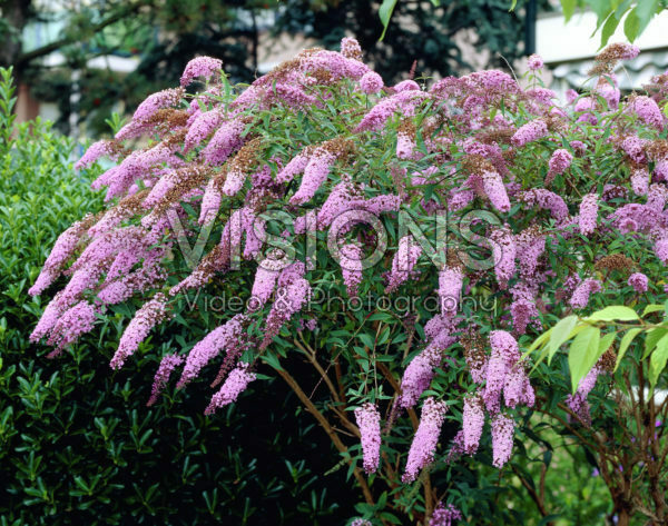 Buddleja