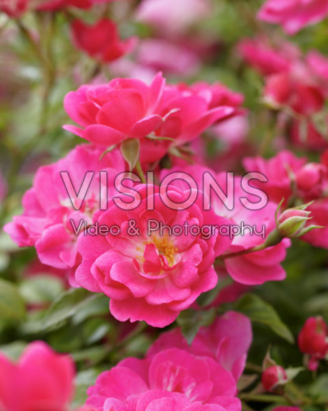 Rosa Pink Emely
