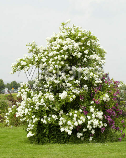 Rosa Guirlande d'Amour